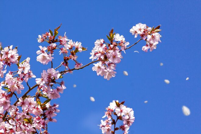 桜 花びら パーティクル