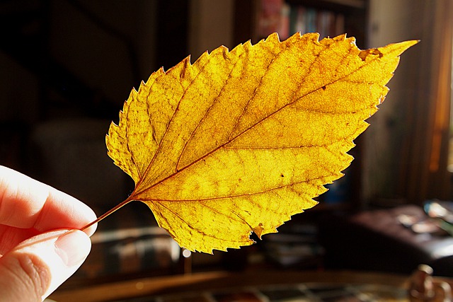 木の葉 絵 選び方