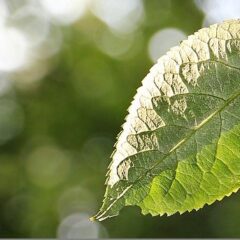 木の葉で描く！？簡単にできる油絵表現