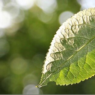 木の葉で描く！？簡単にできる油絵表現
