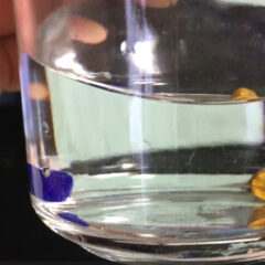 【油絵初心者】油絵の具を水の中で保存する方法